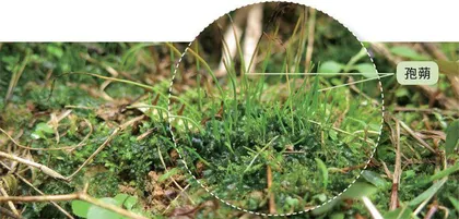 揭秘“苔花”之惑3