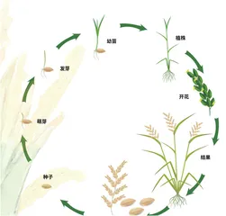水稻:饭碗里的科学之光2