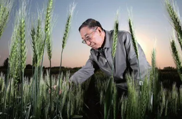 李振声:不辞辛苦究真理 惟愿小麦覆陇黄1