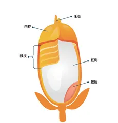 水稻:饭碗里的科学之光4