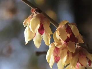 书香中的梅花1