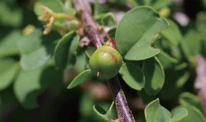 在青藏高原与“隐世”植物相遇8