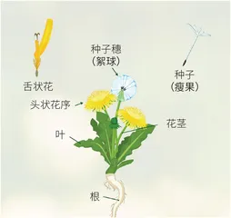 蒲公英:借风而行的“治愈系”1