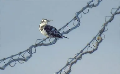 一种叫斑鱼狗的鸟 4