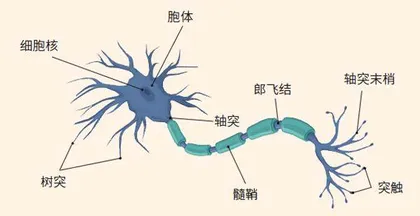一用脑,大脑就不“平衡”了?3