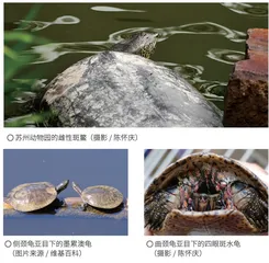 斑鳖:庞然大物的灭绝困境2