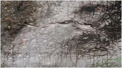 听古代微生物讲述海洋的故事1