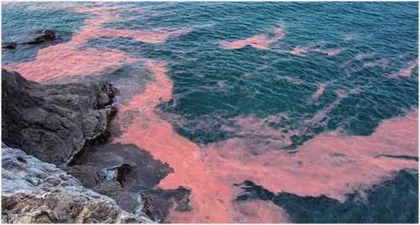 听古代微生物讲述海洋的故事2