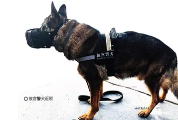 大有来头的故宫瑞兽3