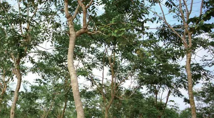 国之瑰宝:降香黄檀3