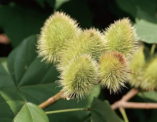 国之瑰宝:降香黄檀4