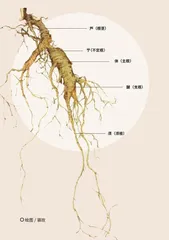 百草之王1