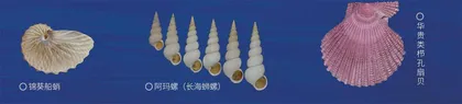 东海,真正的贝类伊甸园1