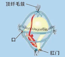 东海,真正的贝类伊甸园2