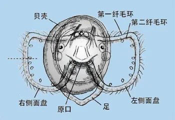 东海,真正的贝类伊甸园6