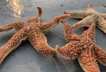 南丫说13