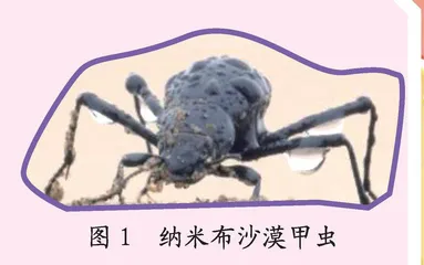 动物界“采水”小能手
