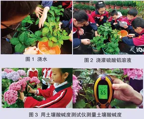 绣球花变色的奥秘