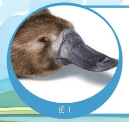 “鹰眼”小侦探0