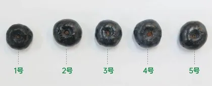 双十一,怎么挑选电动牙刷不踩雷?11