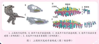 恐龙如何换牙 等