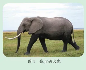 大象能跳起来吗