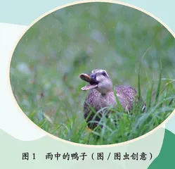 鸭子真的不怕淋雨吗