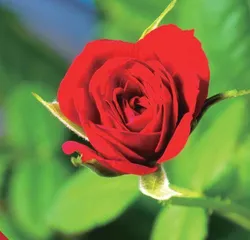 各种颜色花的由来0