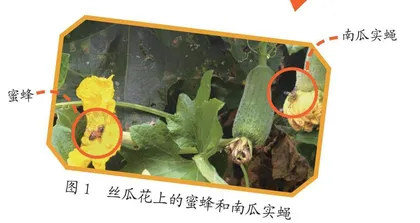 蝇？蜂？