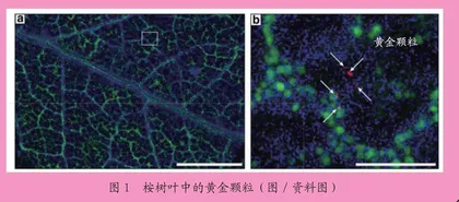 “摇钱树”真的存在吗