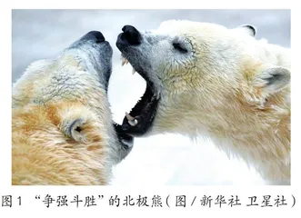 北极熊的毛发为何是“透明”的   等