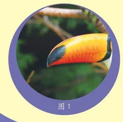 鹰眼小侦探 