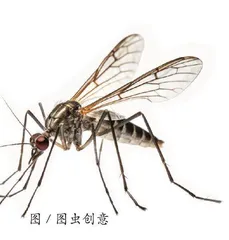 小心“蚊出没”