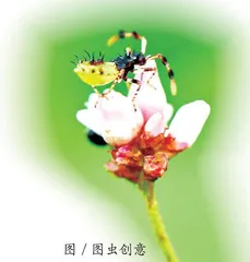 走出来的博物学（二）长沙有“蝽”天