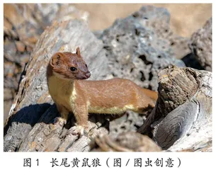 黄鼠狼真的爱吃鸡吗