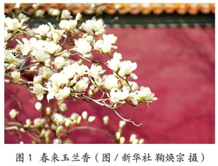 缤纷花色从何而来