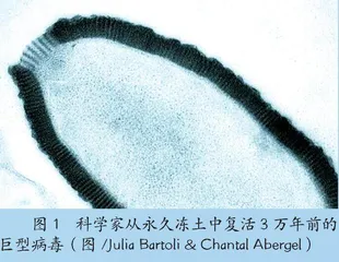 被“复活”的远古病毒