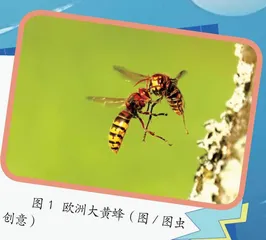 大黄蜂导航能力媲美人类0