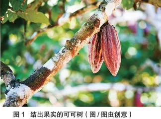  巧克力的“甜蜜”之旅