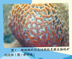 微生物化身文物修复“小能手”