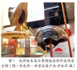 “小帽”也有“大智慧”