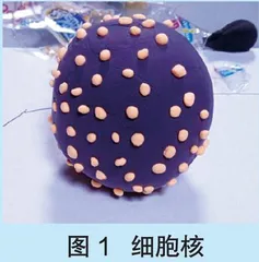 制作分泌蛋白转运的三维模型