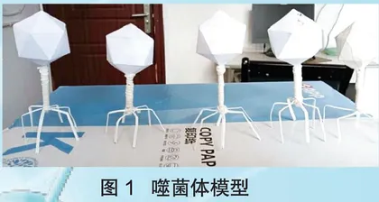噬菌体侵染细菌实验演示模型