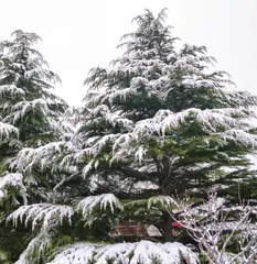 北海雪松翠意浓