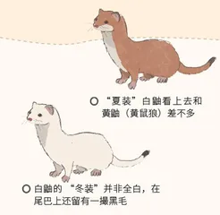 白鼬:艺术品中的小猛兽3