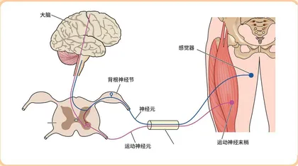 大脑的“活力秘籍”4