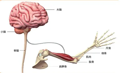 大脑的“活力秘籍”6