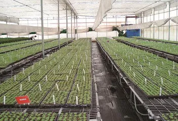 关于容器育苗技术,你知道多少1