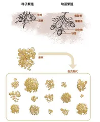 马铃薯中的科学:土豆不“土”2