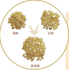 马铃薯中的科学:土豆不“土”4